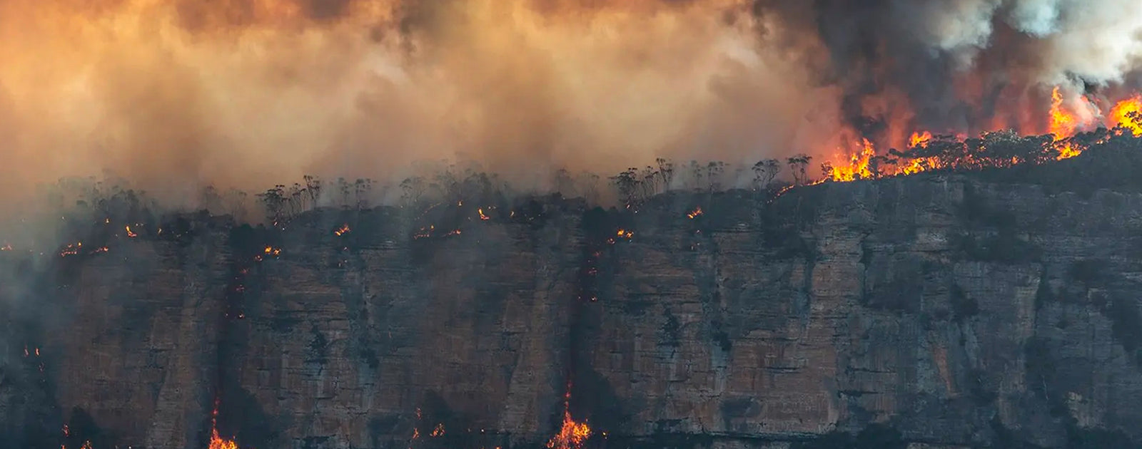 B.COOLS BUSHFIRE APPEAL